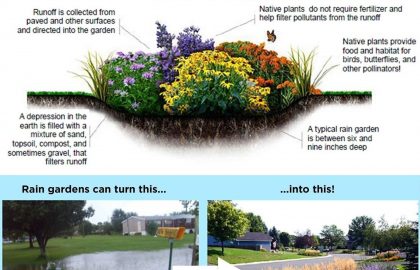 Rain garden