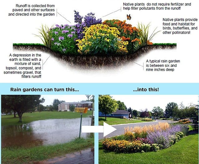 rain garden