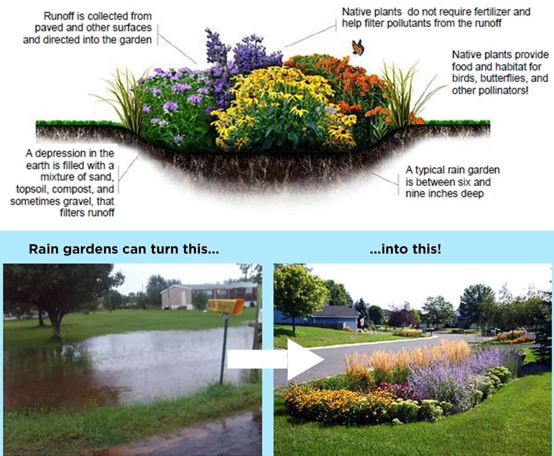 Rain garden